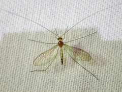Macrocera