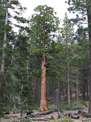 Phoradendron libocedri