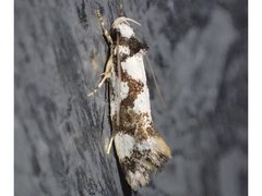 Machetis aphrobola