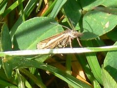 Crambus lathoniellus