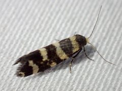 Lepidoscia confluens