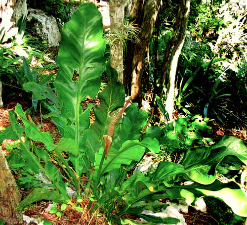 cola de faisán