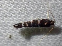 Stagmatophora argyrostrepta
