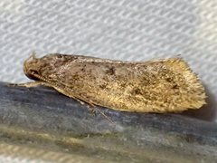 Syncometes vilis