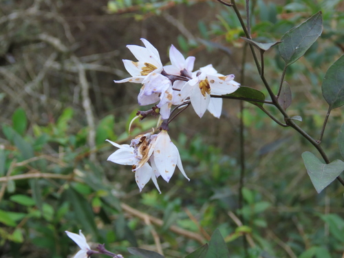 Solanum laxum