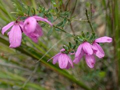 Tetratheca pilosa