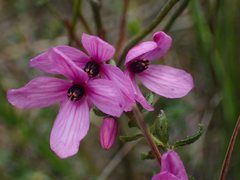 Tetratheca pilosa