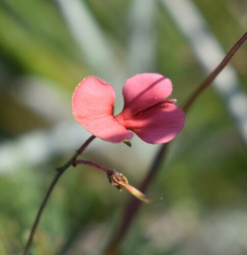 Image of Indigofera punctata by (c) Justin Ponder, some rights reserved (CC BY)