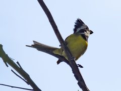 Falcunculus frontatus