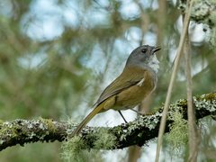 Pachycephala olivacea