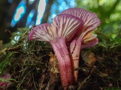 Hygrocybe cheelii
