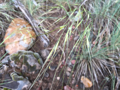 Hesperostipa comata