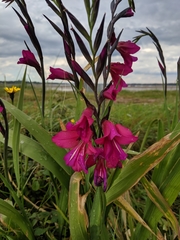 Gladiolus