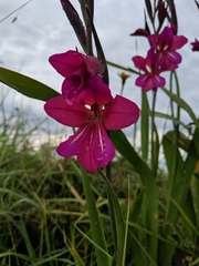 Gladiolus