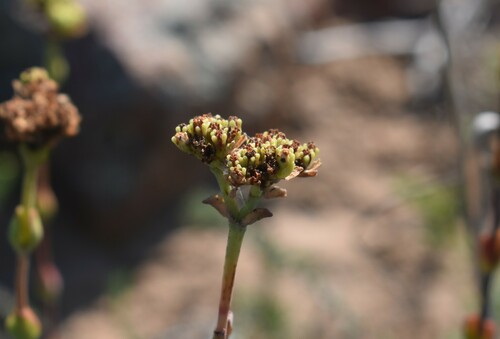 Crassula latibracteata