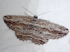 Scioglyptis chionomera