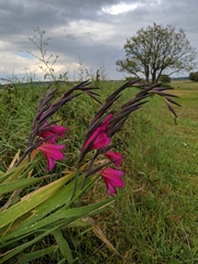Gladiolus