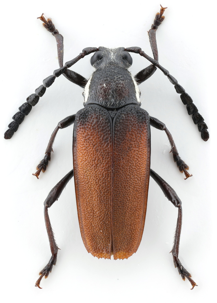 Elateropsis sericeiventris