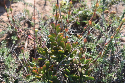 Crassula latibracteata