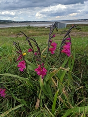 Gladiolus