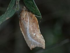 Arachnographa micrastrella