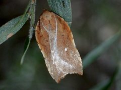 Arachnographa micrastrella