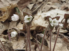 Hepatica acutiloba
