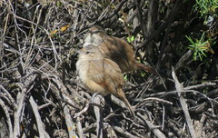 Phacellodomus striaticeps