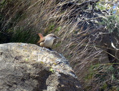 Ochetorhynchus ruficaudus