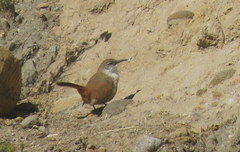 Ochetorhynchus ruficaudus