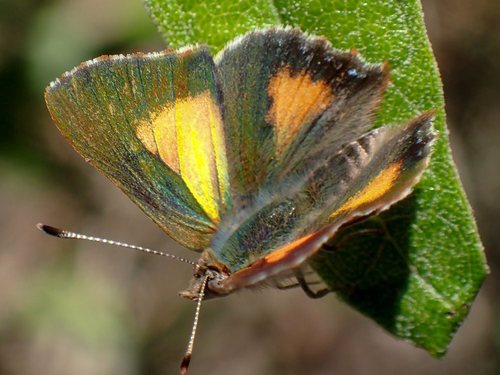 Bright Copper