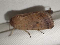 Proteuxoa porphyrescens