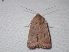 Proteuxoa porphyrescens