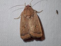 Proteuxoa porphyrescens