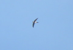 Aeronautes andecolus