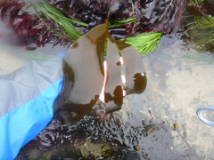 Laminaria setchellii