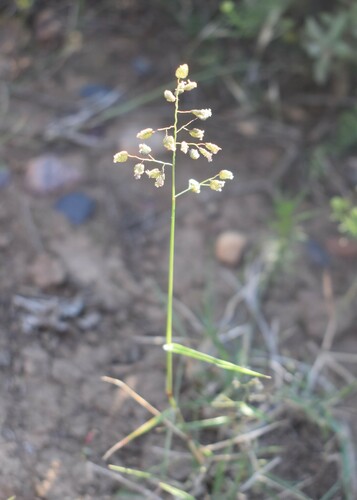 Image of Eragrostis obtusa by (c) Justin Ponder, some rights reserved (CC BY)