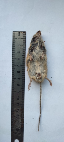 Altai Birch Mouse (Sicista napaea) — Least Concern Mammalia