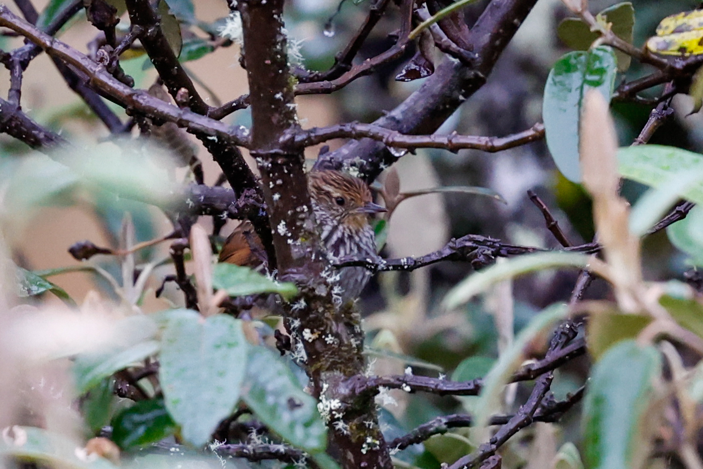 Many-striped Canastero (Asthenes flammulata), photo 1