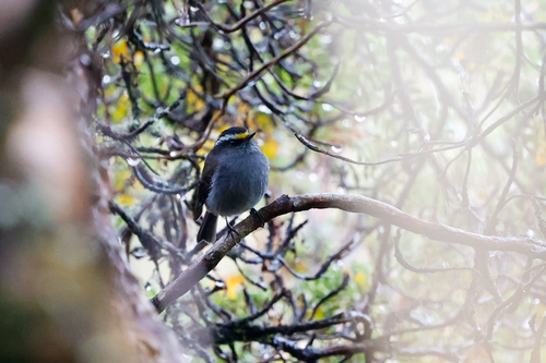 Crowned Chat-Tyrant (Silvicultrix frontalis), photo 9