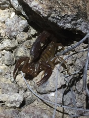 Vaejovis intermedius