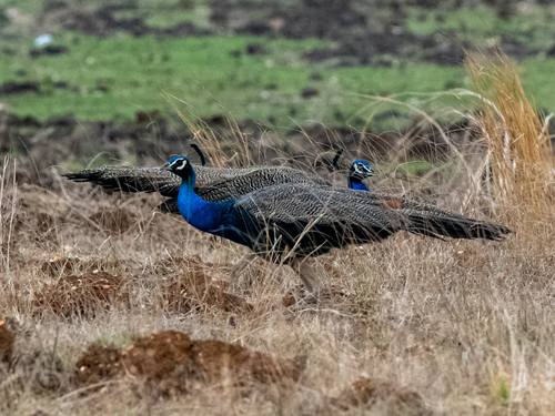 Indian Peafowl