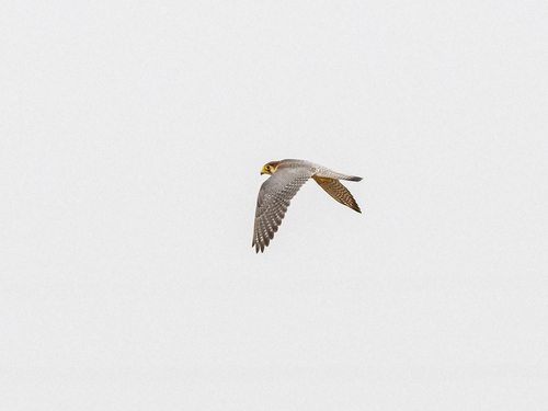 Red-necked Falcon