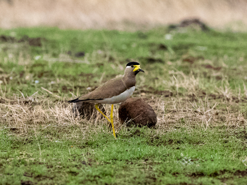 Yellow-wattled Lapwing
