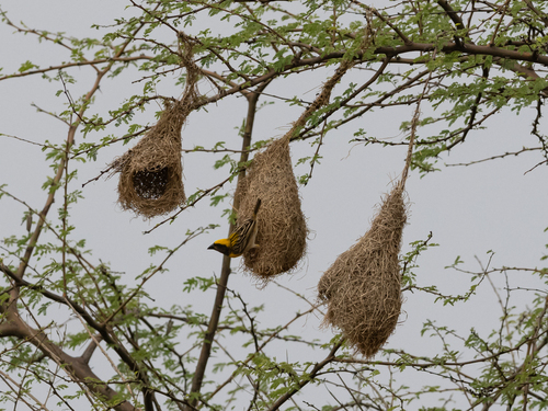Baya Weaver