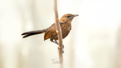 Indian Robin
