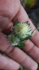 Verbesina baccharidea