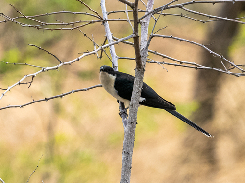 Pied Cuckoo