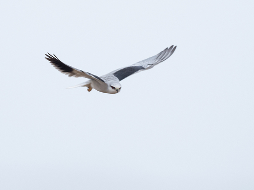 Asian Black-winged Kite