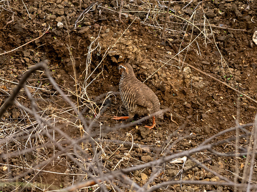 Jungle Bush-Quail